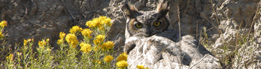 Great-Horned Owl